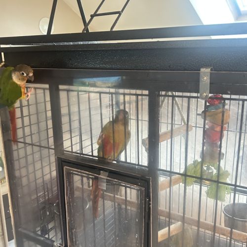 Conure couple #2