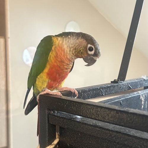 Conure couple