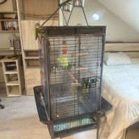 Conure couple #1