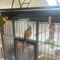 Conure couple #2