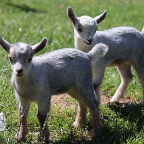 Chèvres, boucs et chevreaux nains #0