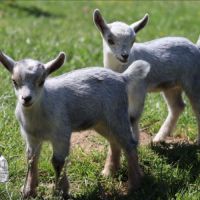 Chèvres, boucs et chevreaux nains