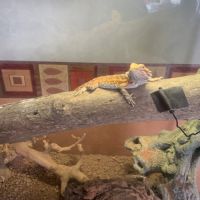 Don de pogona