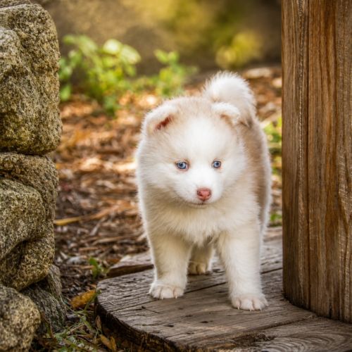 Magnifiques chiots pomsky mini #2