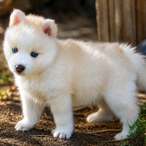 Magnifiques chiots pomsky mini #3