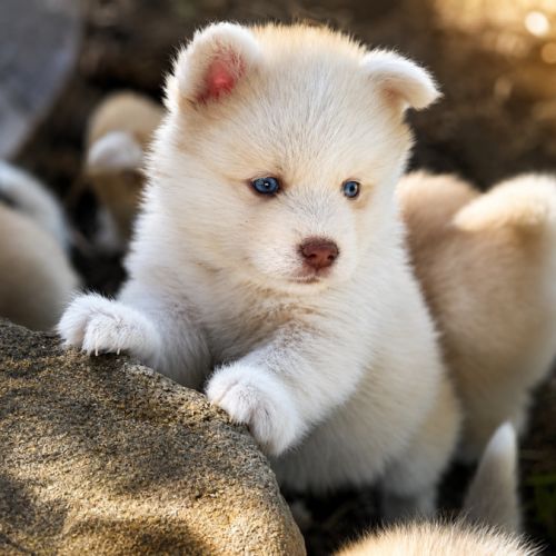 Magnifiques chiots pomsky mini #4