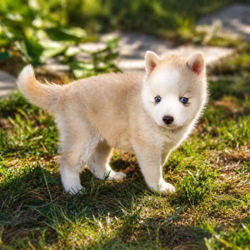 Magnifiques chiots pomsky mini #6