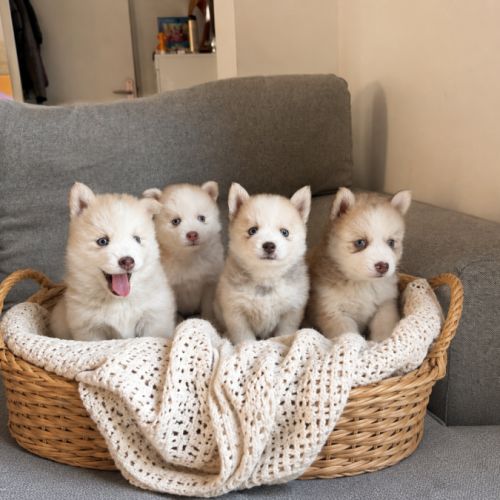 Magnifiques chiots pomsky mini #0