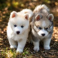 Magnifiques chiots pomsky mini #1