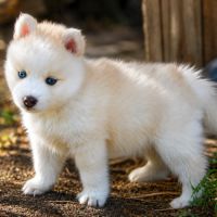 Magnifiques chiots pomsky mini #3