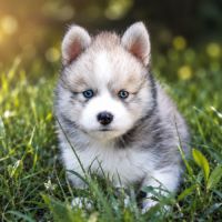 Magnifiques chiots pomsky mini #5