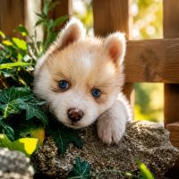 Magnifiques chiots pomsky mini #7