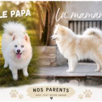 Magnifiques chiots pomsky mini #9