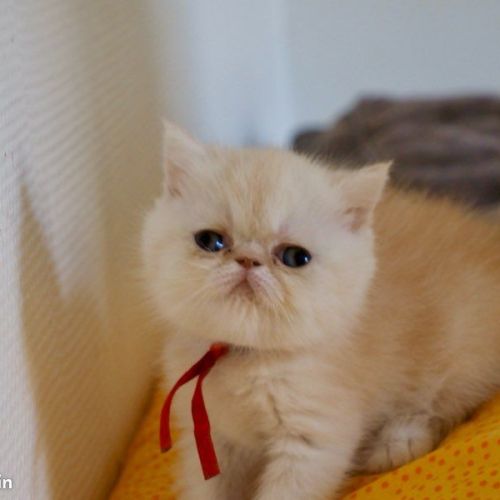 Superbe bébés persan x exotic shorthair