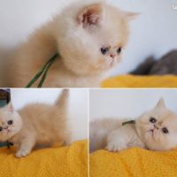 Superbe bébés persan x exotic shorthair #1