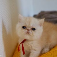 Superbe bébés persan x exotic shorthair