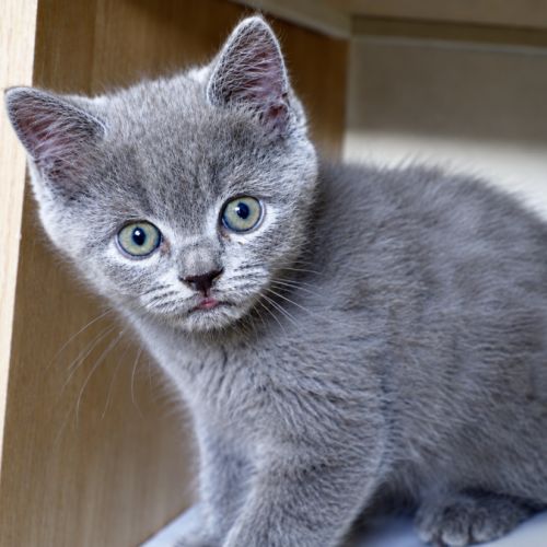 Superbe male maine coon x exotic shorthair #2