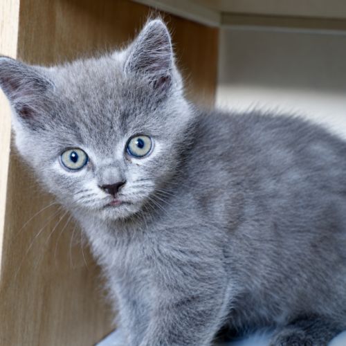 Superbe male maine coon x exotic shorthair #3