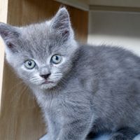 Superbe male maine coon x exotic shorthair #3