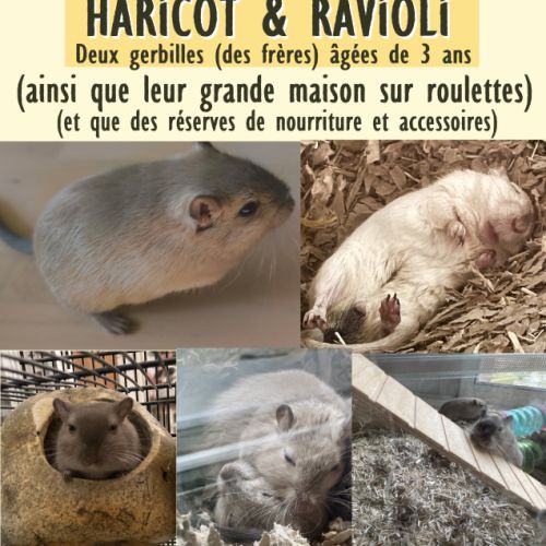 Donne deux gerbilles contre bon soins et affection