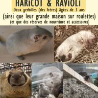 Donne deux gerbilles contre bon soins et affection #0