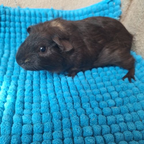 Bébés cochons d'inde #2
