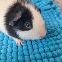Bébés cochons d'inde #1