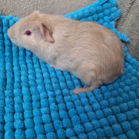 Bébés cochons d'inde #3
