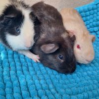 Bébés cochons d'inde