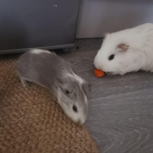 Deux femelles cochons d inde #0