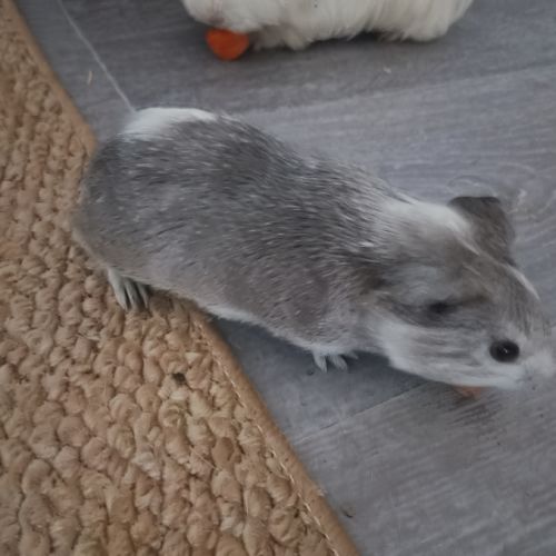Deux femelles cochons d inde #3
