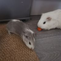Deux femelles cochons d inde