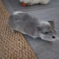 Deux femelles cochons d inde #3