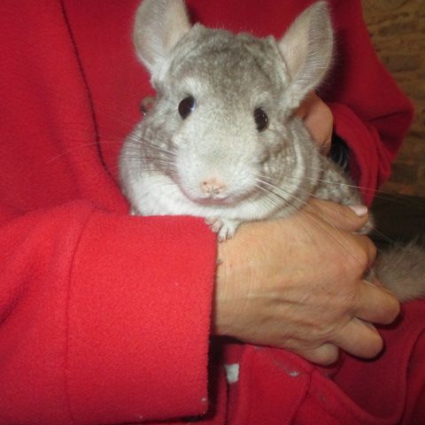 Jeune chinchilla (mâle et femelle) #2