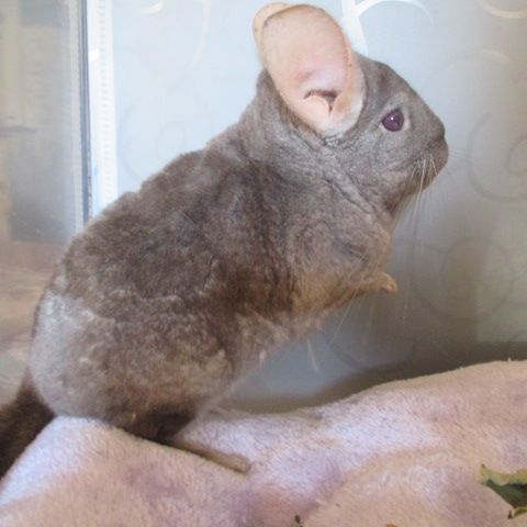 Jeune chinchilla (mâle et femelle) #4