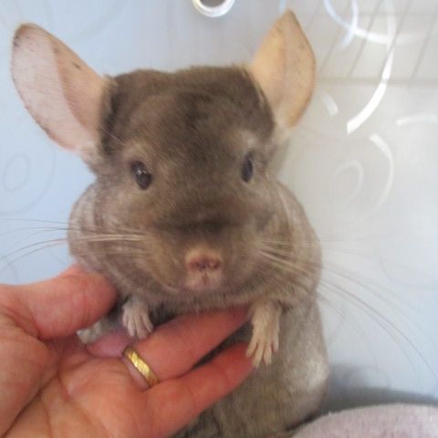 Jeune chinchilla (mâle et femelle) #5