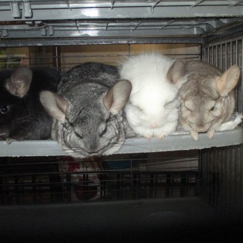 Jeune chinchilla (mâle et femelle) #6