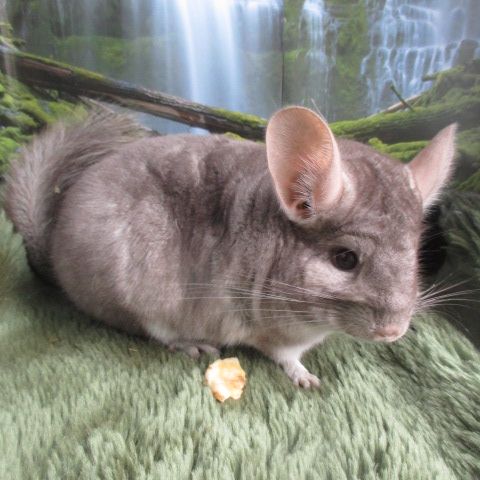 Jeune chinchilla (mâle et femelle) #7