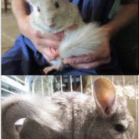 Jeune chinchilla (mâle et femelle) #1