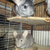 Jeune chinchilla (mâle et femelle)
