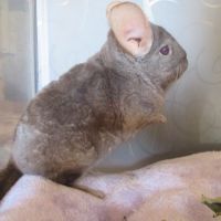 Jeune chinchilla (mâle et femelle) #4