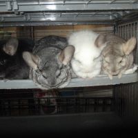Jeune chinchilla (mâle et femelle) #6