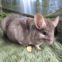 Jeune chinchilla (mâle et femelle) #7