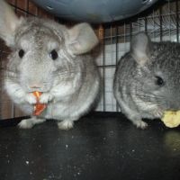 Jeune chinchilla (mâle et femelle) #8