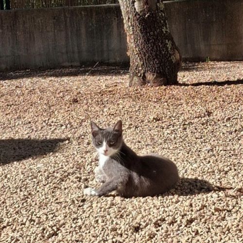 Babouche et babette à l adoption #0