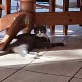 Babouche et babette à l adoption #3