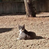 Babouche et babette à l adoption