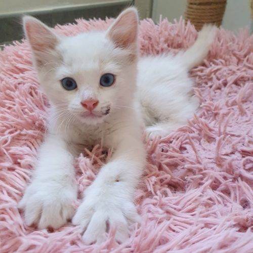 Inayo, adorable chaton à l'adoption #0