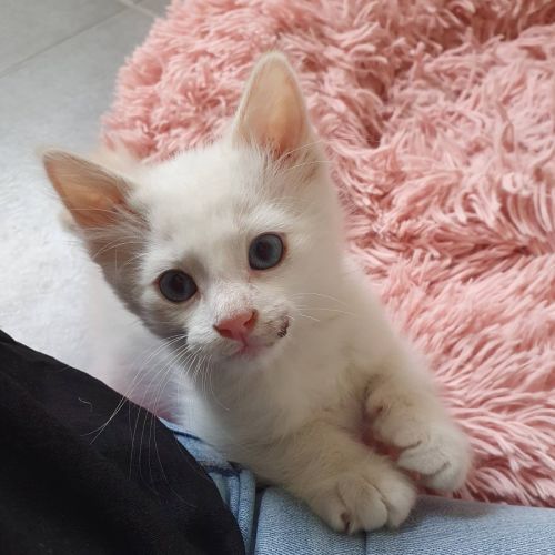 Inayo, adorable chaton à l'adoption #3
