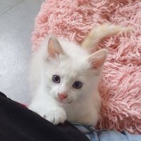 Inayo, adorable chaton à l'adoption #1